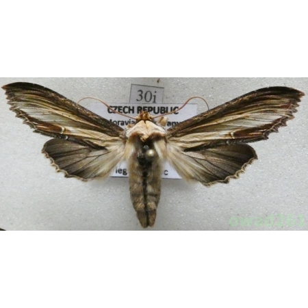 Cucullia verbasci (Linnaeus, 1758) Kapturnica dziewannówka Czech30i